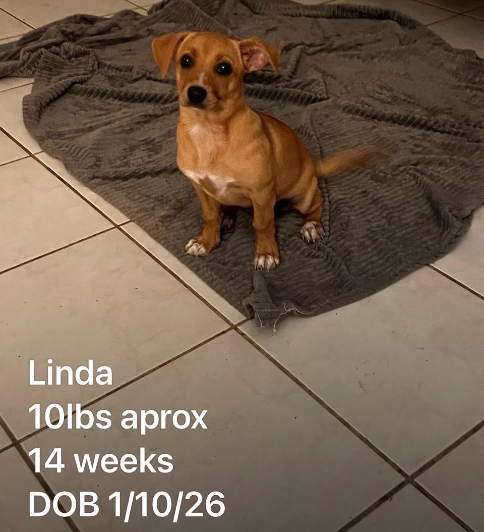 Enlarge Linda, a ADOPTABLE mixed breed in Ewing, NJ image 3/3