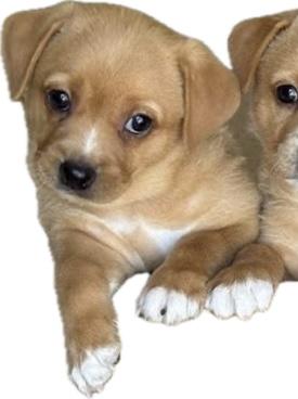Linda, ADOPTABLE, Puppy Female Corgi & Chiweenie.