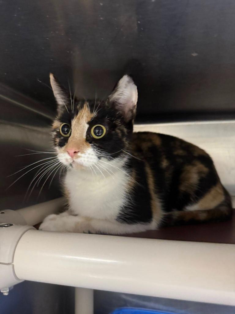 Gingerbread Latte thumbnail 2