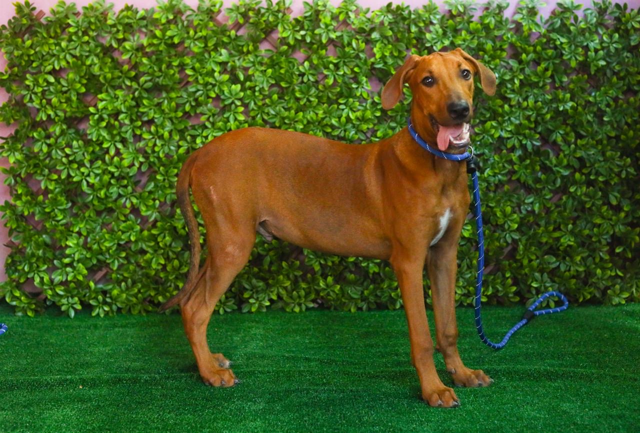 Enlarge Darren, a Adopted mixed breed in New York, NY image 2/4