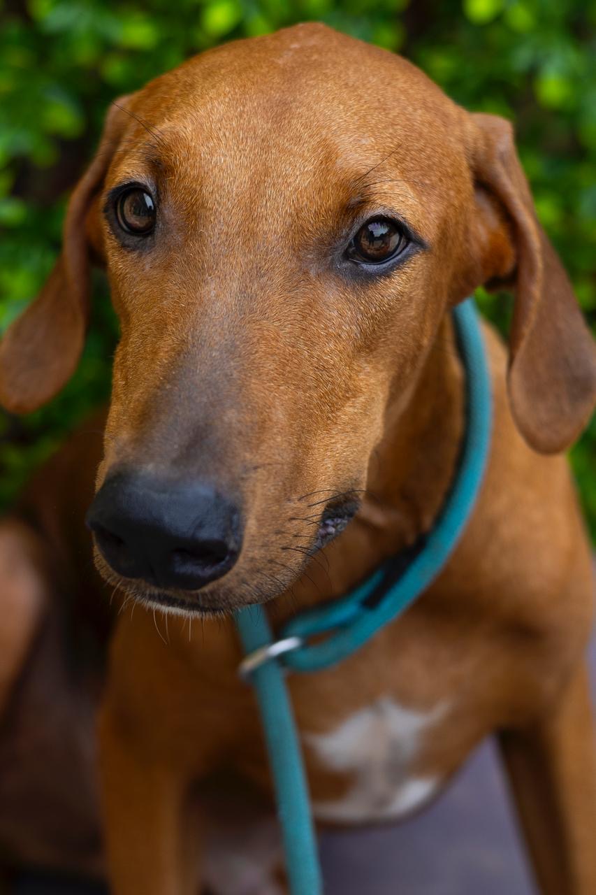 Enlarge Darren, a Adopted mixed breed in New York, NY image 3/4