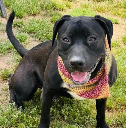 Enlarge Loaf $85, a Adoptable mixed breed in Seneca, SC image 1/3