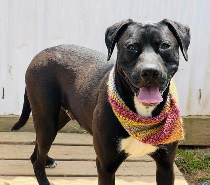 Enlarge Loaf $85, a Adoptable mixed breed in Seneca, SC image 2/3