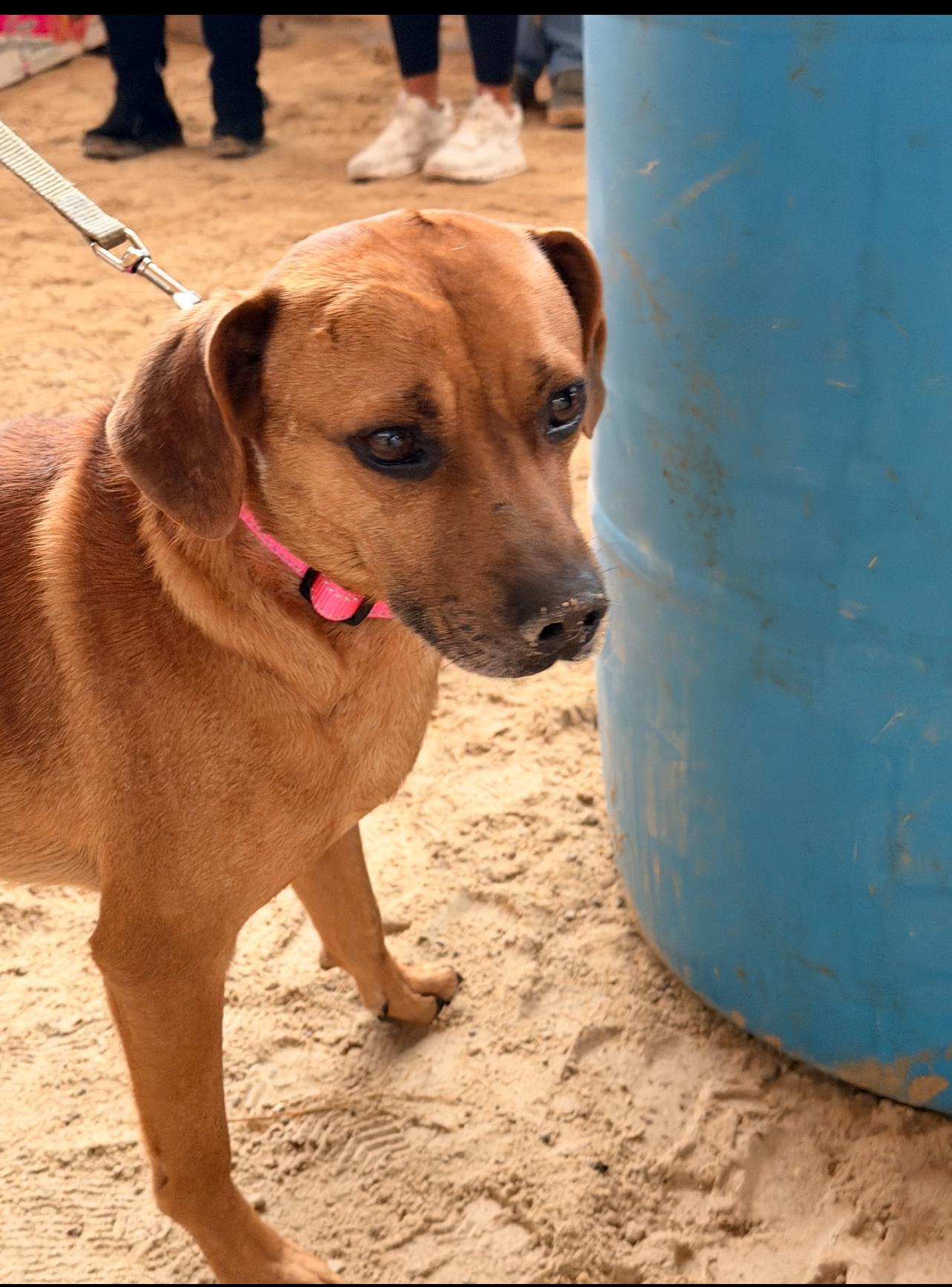 Mr. Curls, a ADOPTABLE mixed breed in Cedarburg, WI image 5/5