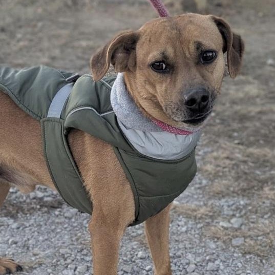 Mr. Curls, a ADOPTABLE mixed breed in Cedarburg, WI image 2/5
