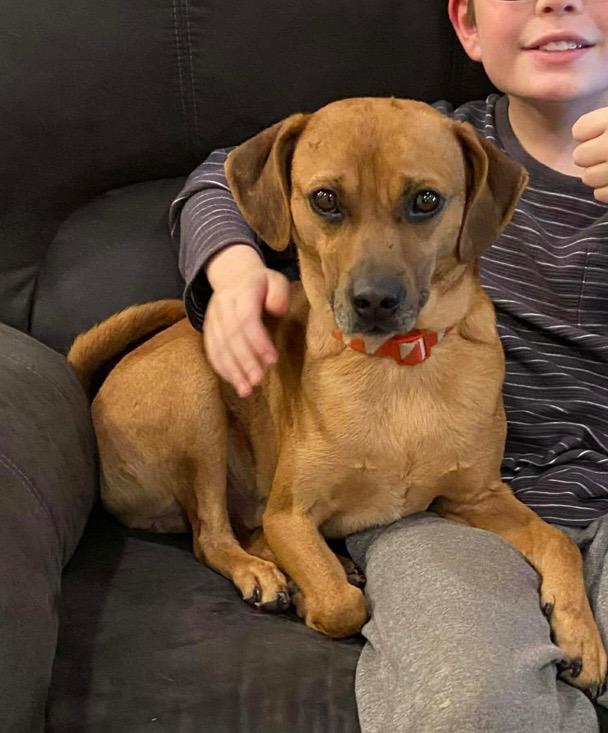 Mr. Curls, ADOPTABLE, Young Male Chihuahua & Dachshund.