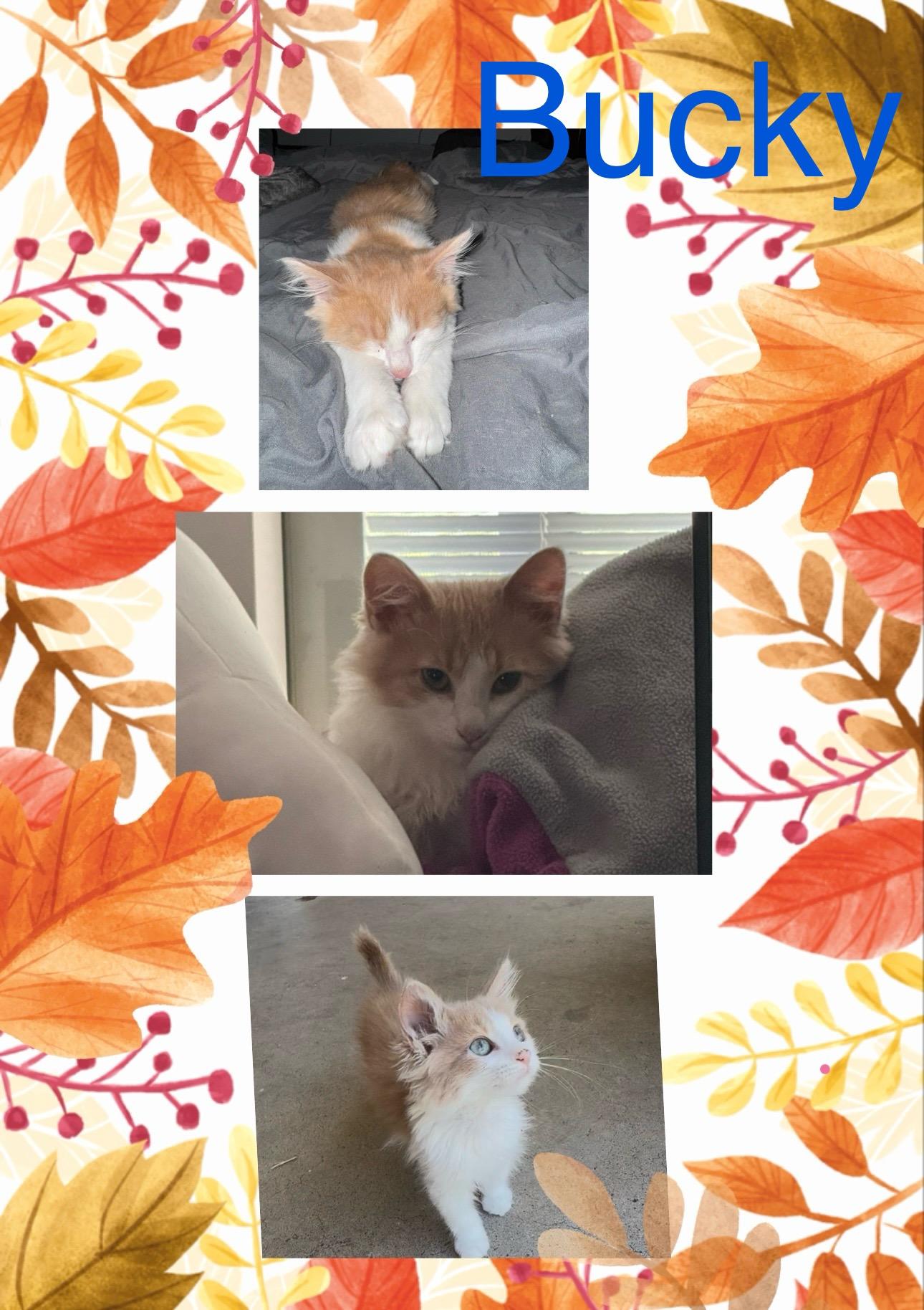 BUCKY, Adoptable, Kitten Male Oriental Tabby.