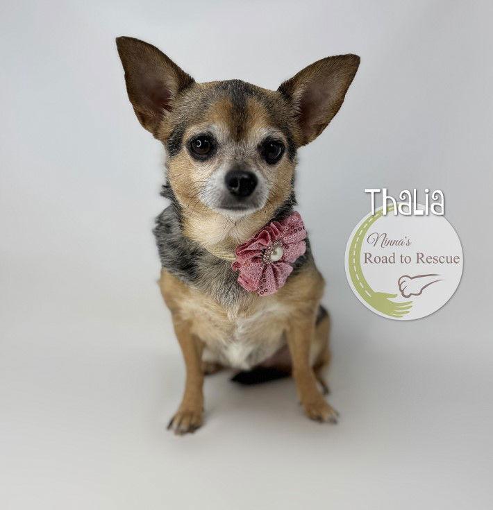 Thalia, Adoptable, Adult Female Chihuahua.
