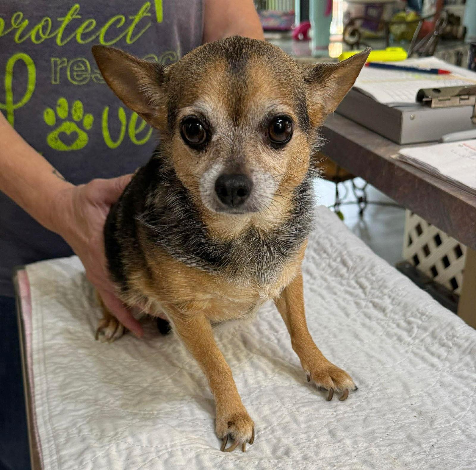 Thalia (NOT YET AVAILABLE), Adoptable, Adult Female Chihuahua.