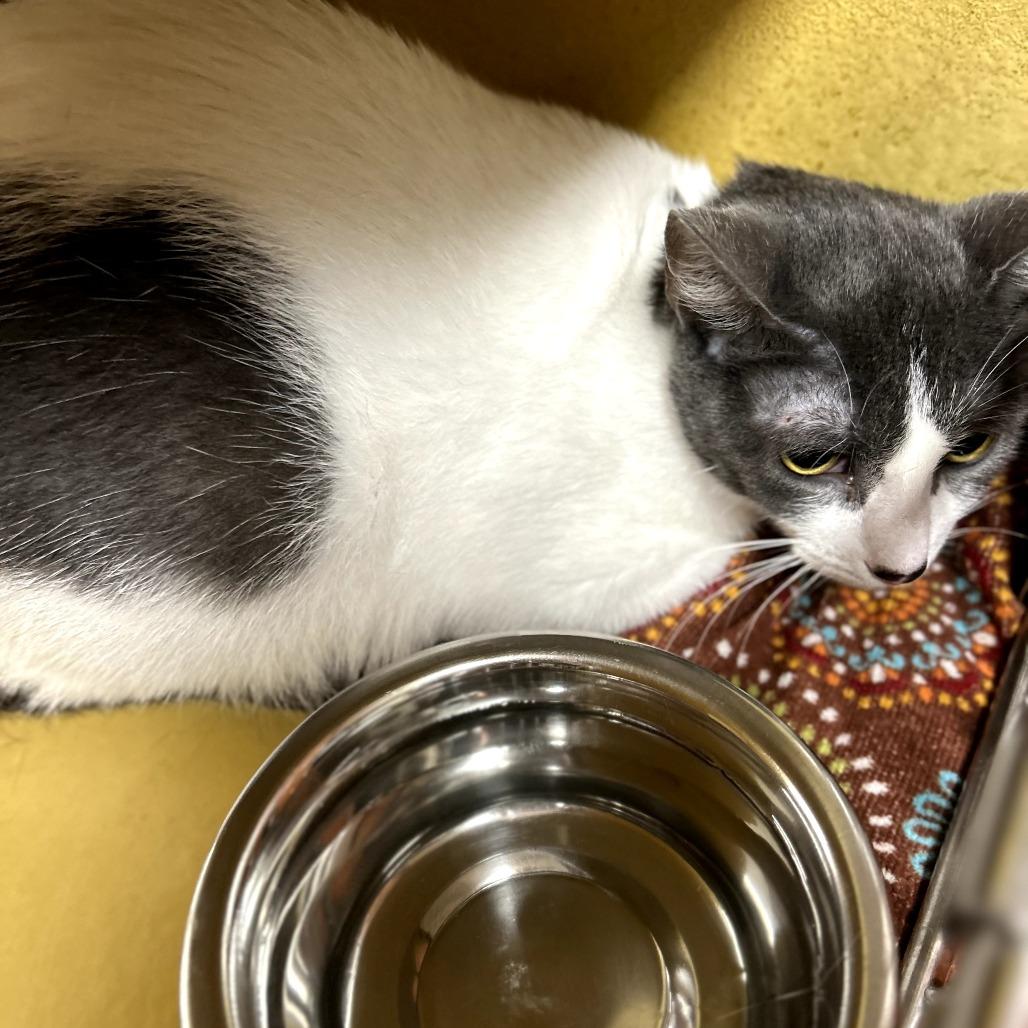 Ghost, Adoptable, Adult Female Domestic Short Hair.