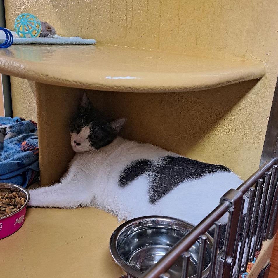 Enlarge Ghost, a Adoptable Domestic Short Hair in Hamburg, NY image 2/2