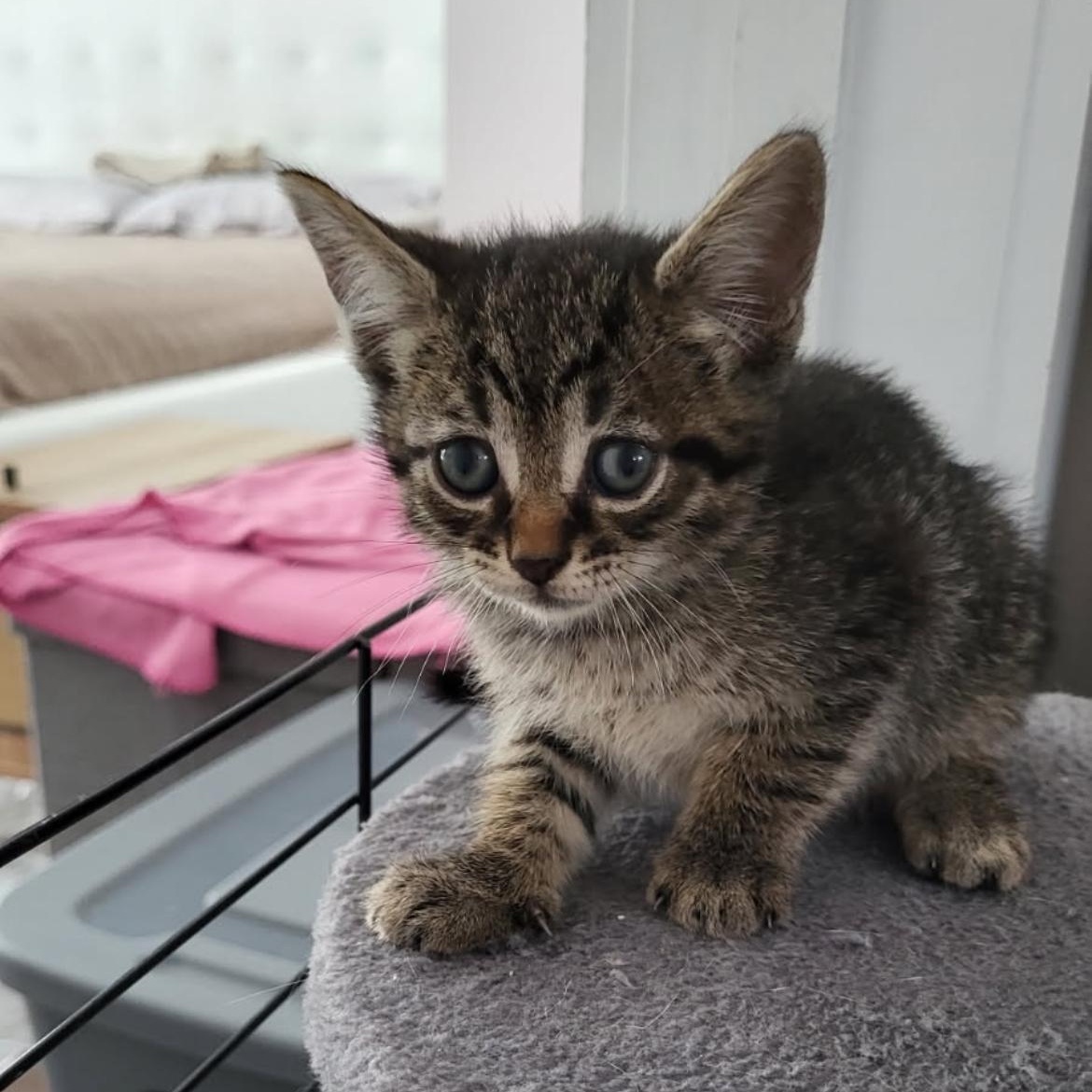 Sauterelle, a ADOPTABLE Domestic Short Hair in Montreal, QC image 4/6