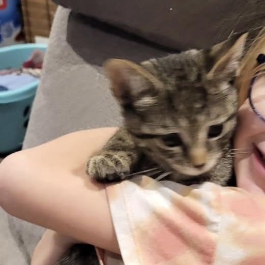 Enlarge Sauterelle, a ADOPTABLE Domestic Short Hair in Montreal, QC image 2/6