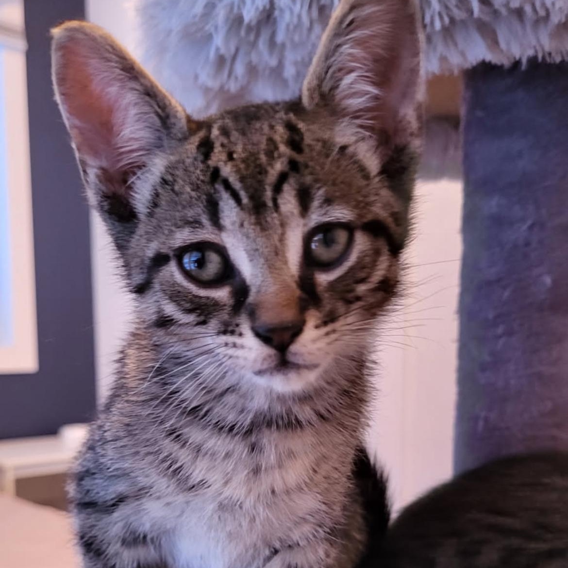 Sauterelle, ADOPTABLE, Kitten Male Domestic Short Hair.