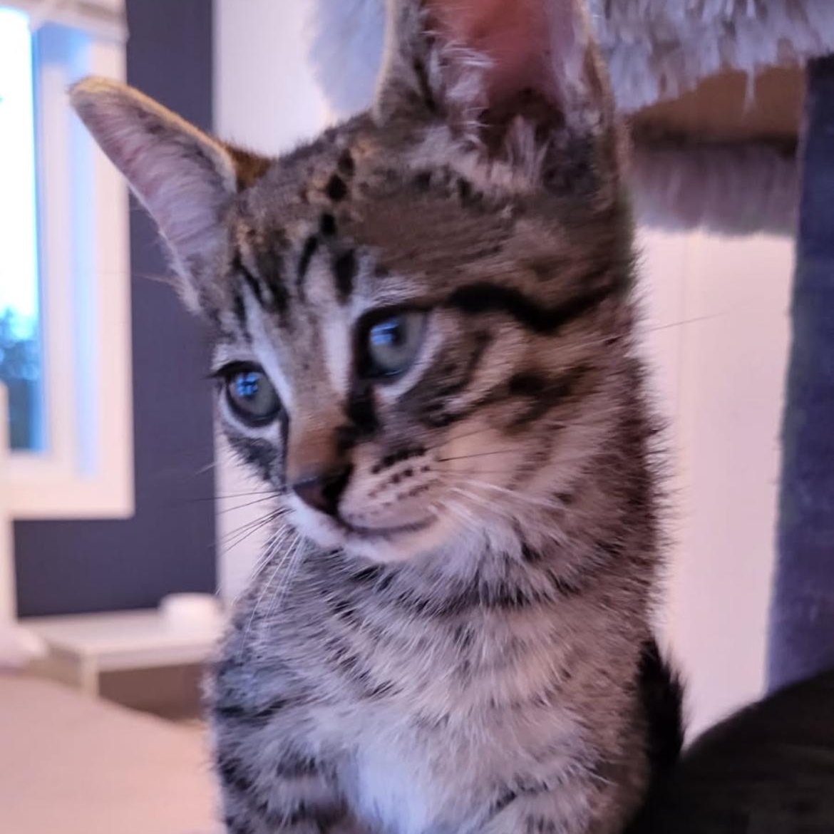 Sauterelle, a ADOPTABLE Domestic Short Hair in Montreal, QC image 3/6