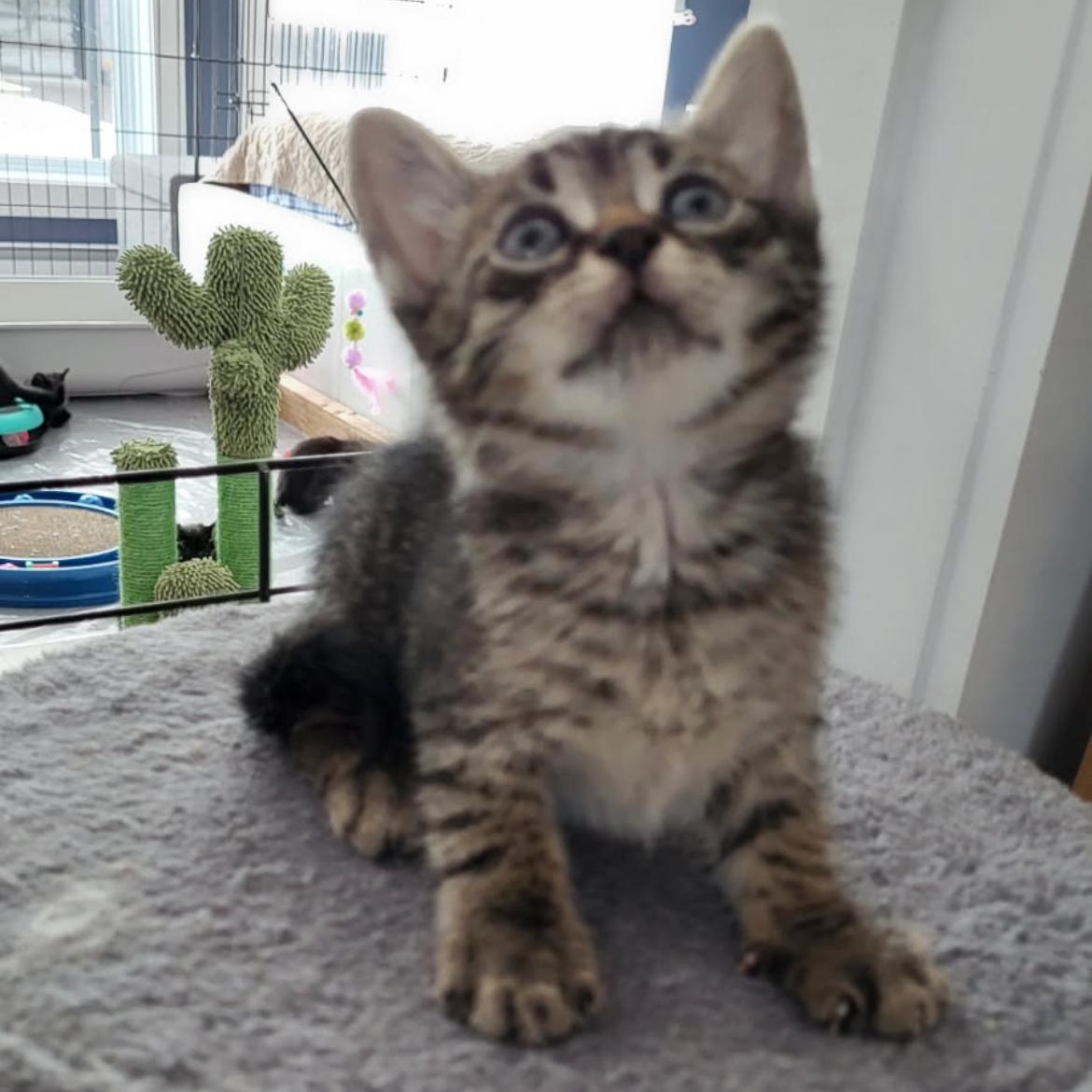 Sauterelle, a ADOPTABLE Domestic Short Hair in Montreal, QC image 2/6