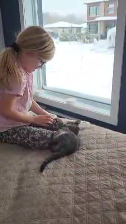 Enlarge Sauterelle, a ADOPTABLE Domestic Short Hair in Montreal, QC video 5/6