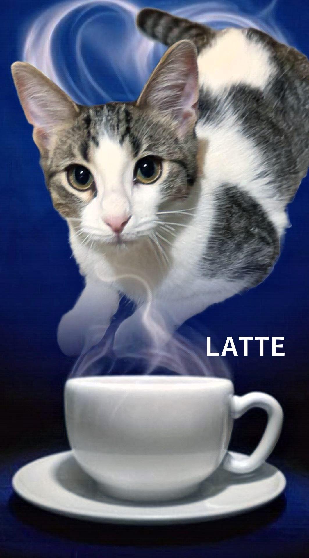 Latte, Adopted, Young Female Domestic Short Hair.