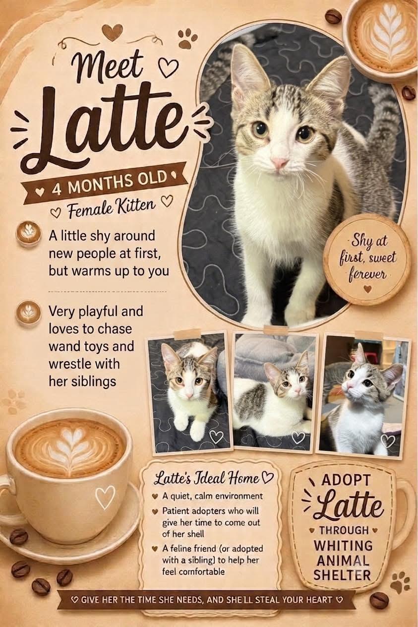 Enlarge Latte, a Adopted Domestic Short Hair in Whiting, IN image 2/2
