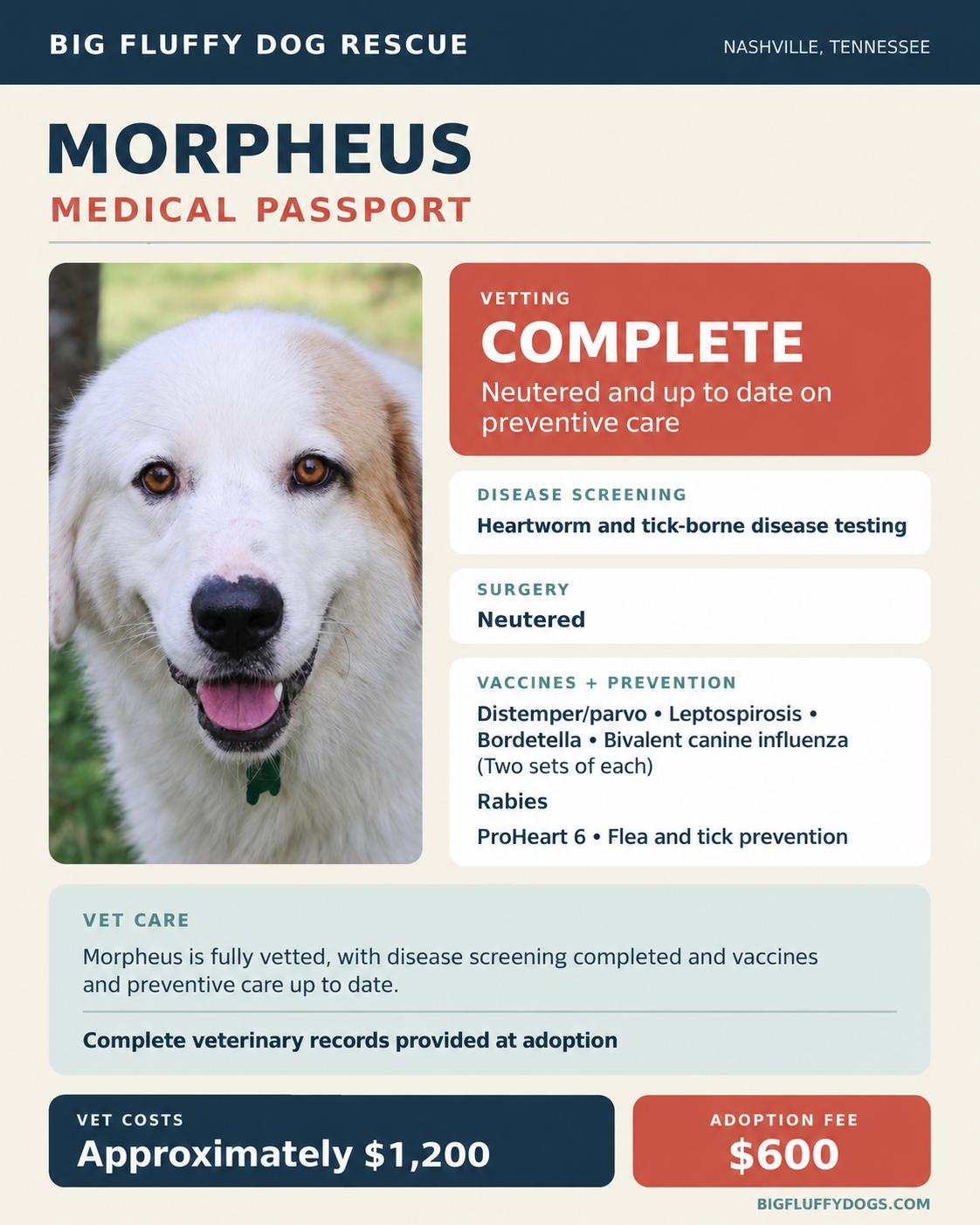 Enlarge Morpheus, a Adoptable mixed breed in Grosse Pointe Park, MI image 4/4