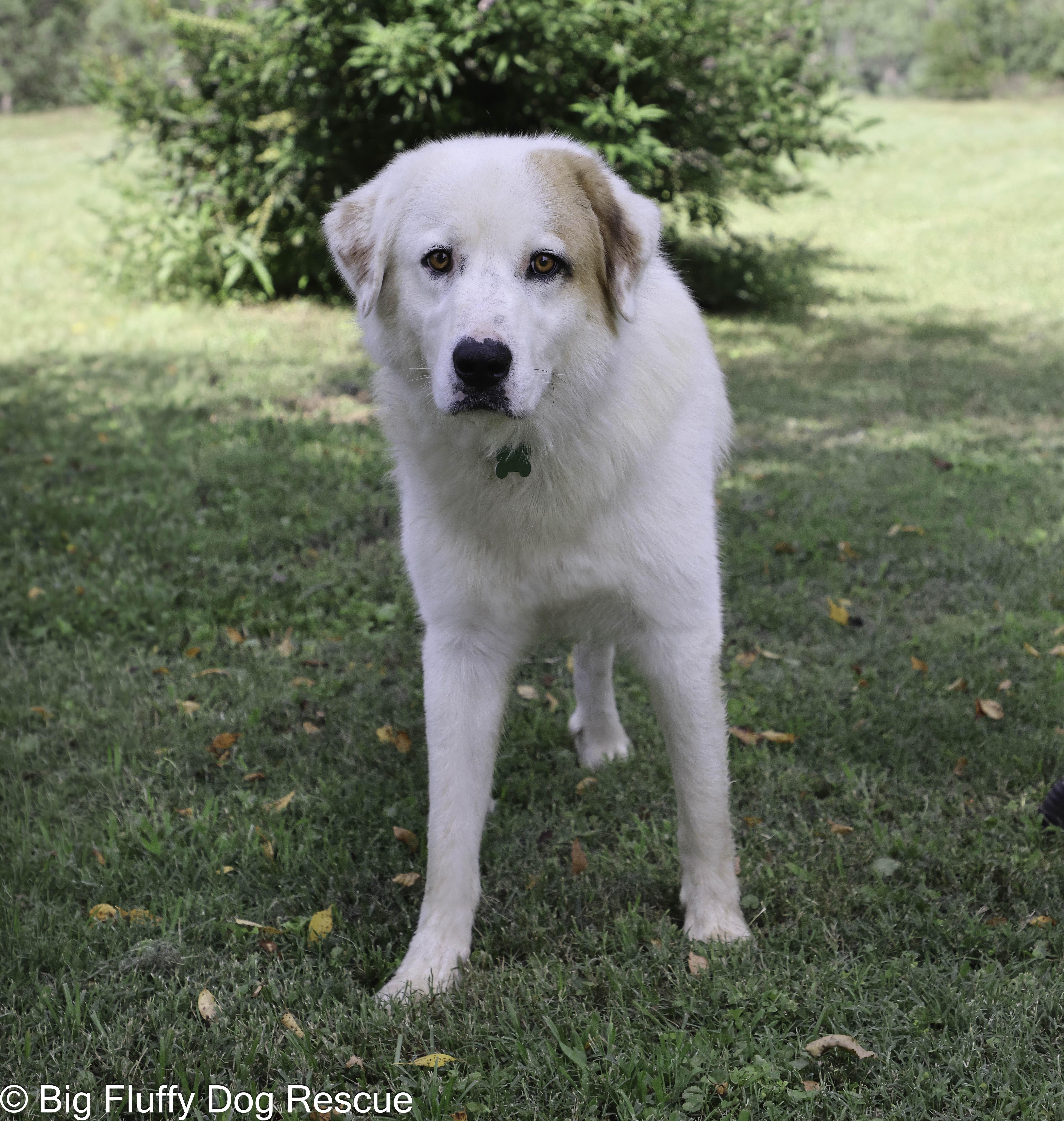 Enlarge Morpheus, a Adoptable mixed breed in Grosse Pointe Park, MI image 2/4