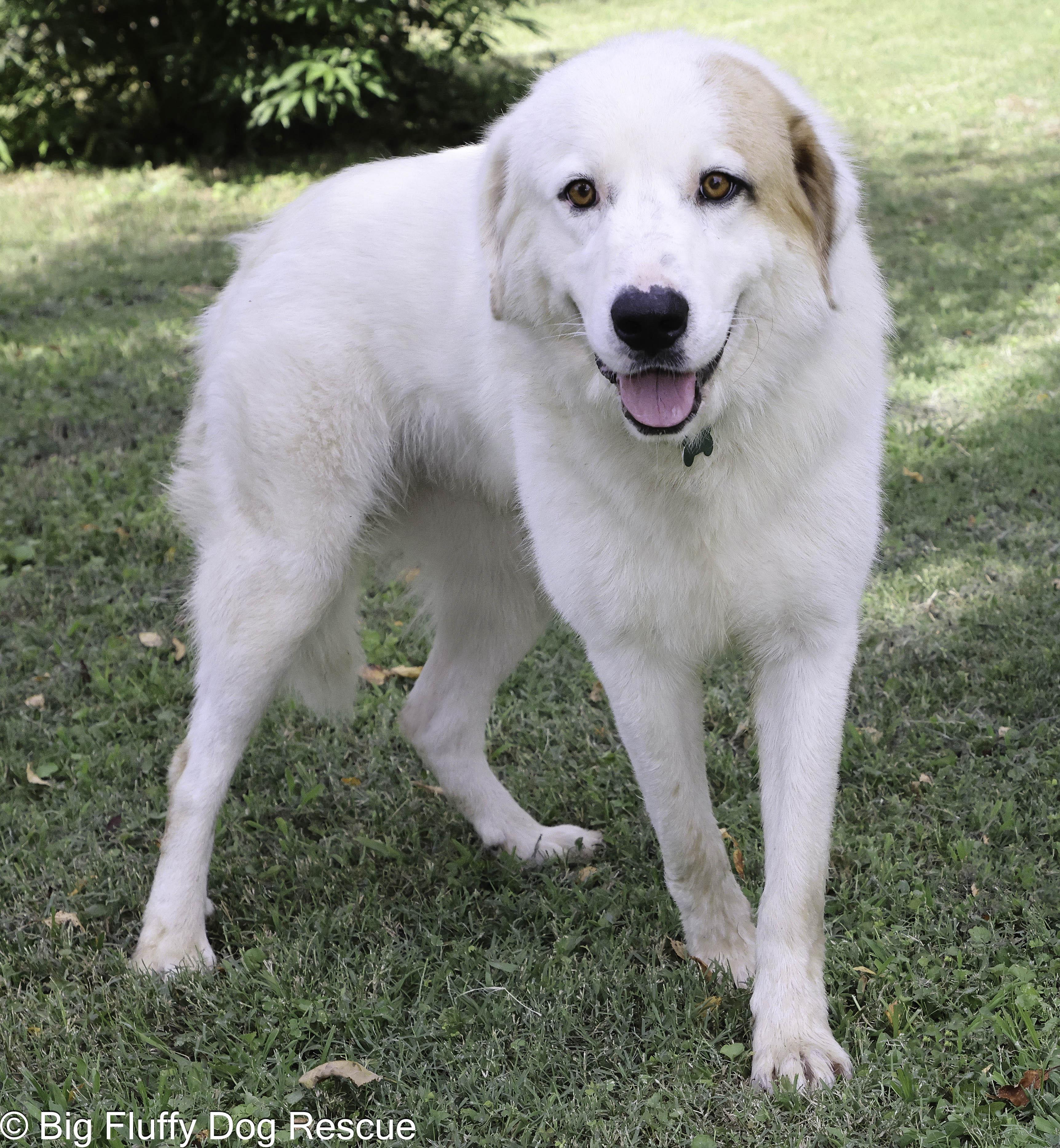 Enlarge Morpheus, a Adoptable mixed breed in Grosse Pointe Park, MI image 3/4