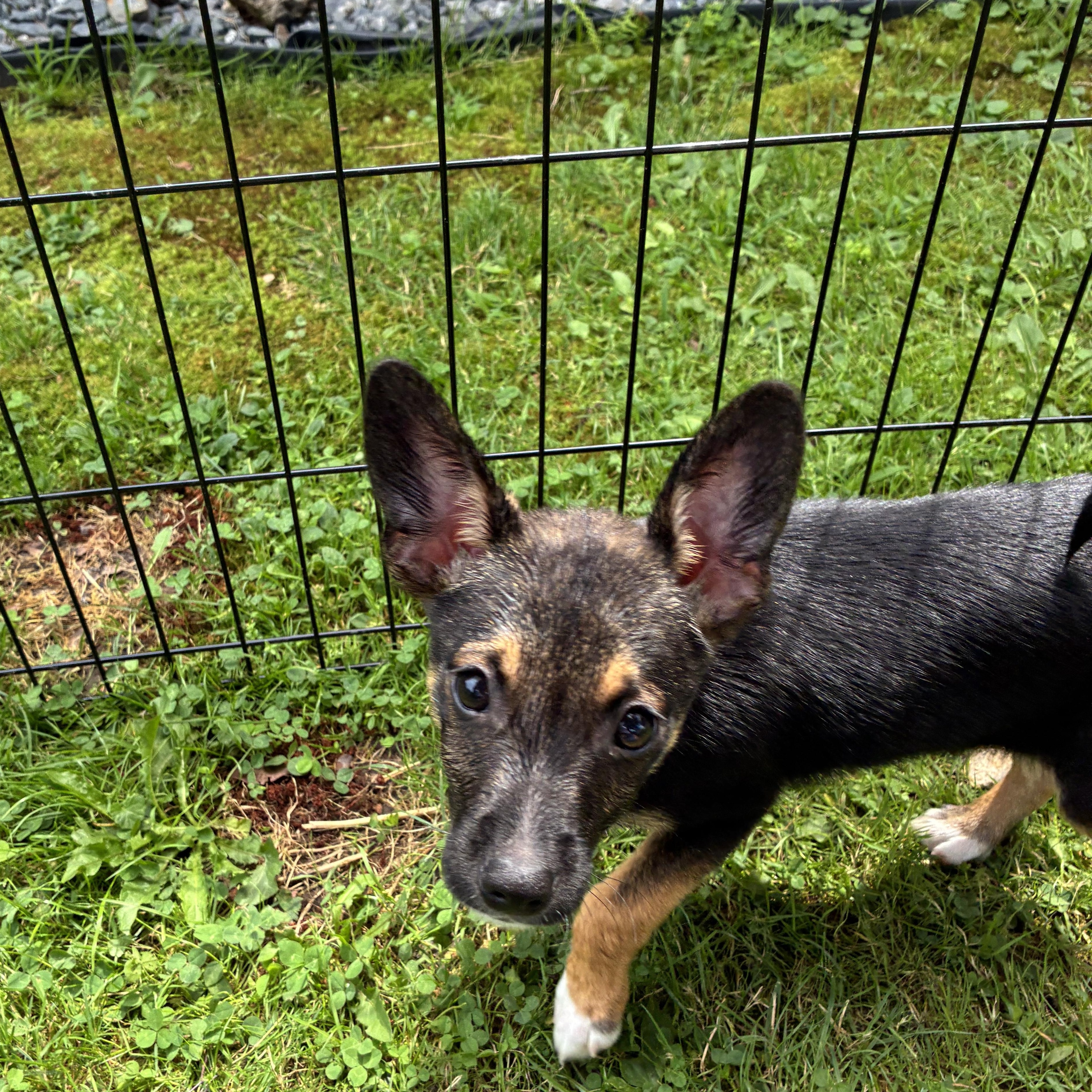 Captain, Adopted, Puppy Male Corgi & Chihuahua.