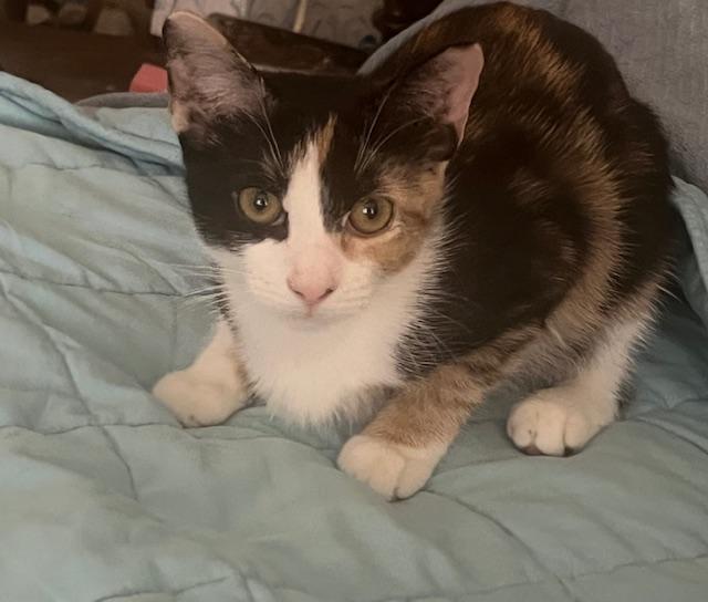 Buffy, a Adoptable Domestic Short Hair in New York, NY image 2/2