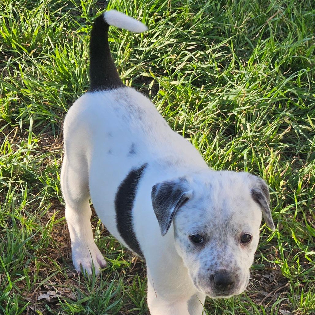 Chip — thumbnail 3