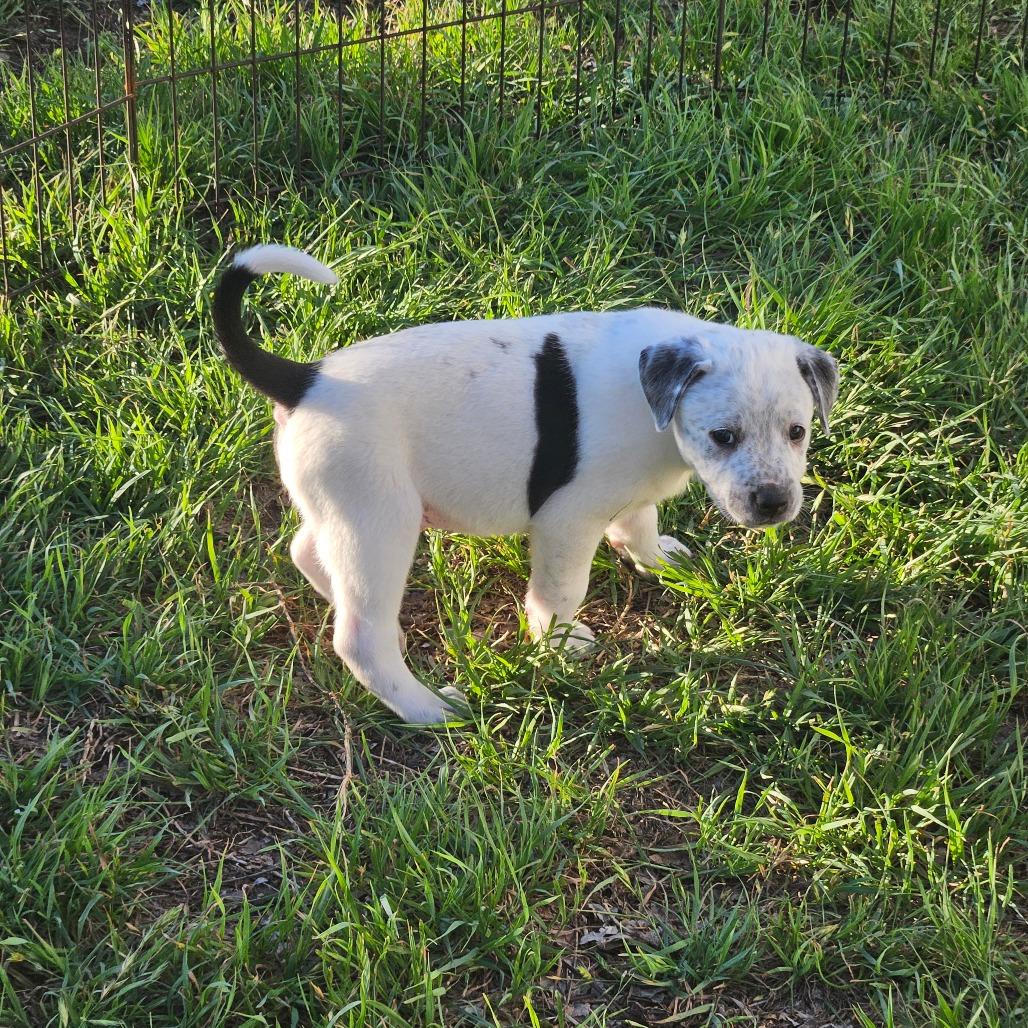 Chip — thumbnail 5