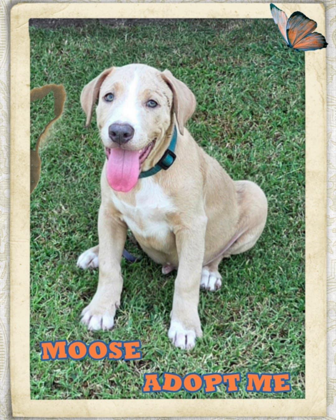 Moose