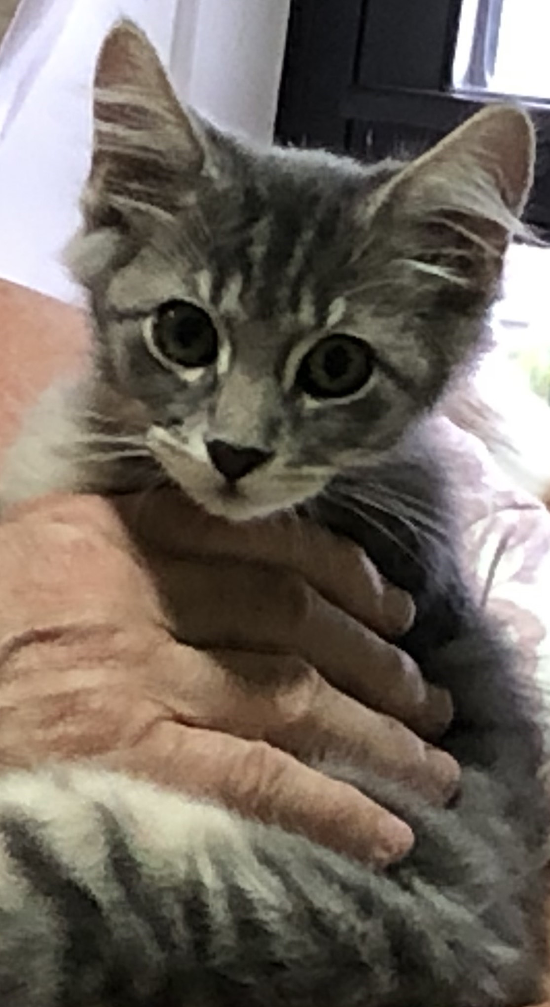 Nyusha, Adopted, Young Female Domestic Short Hair.