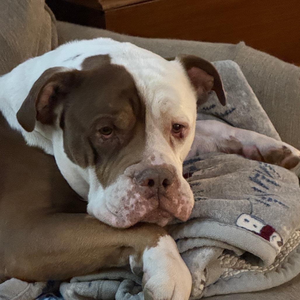 Henry — thumbnail 3