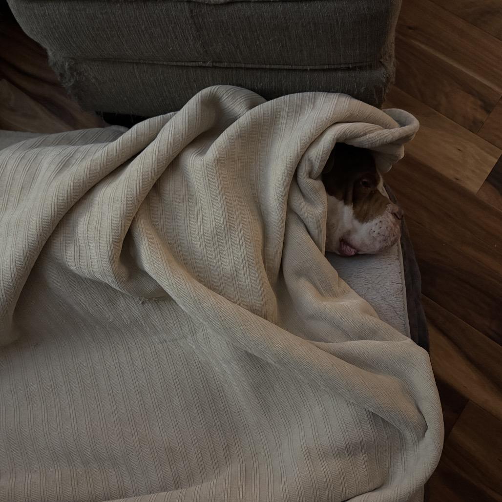 Henry — thumbnail 4