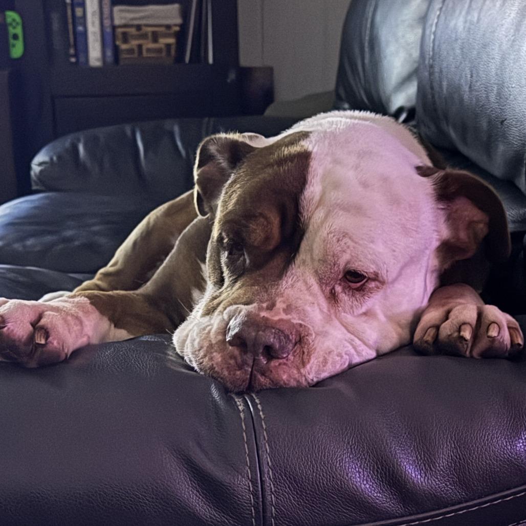 Henry — thumbnail 5