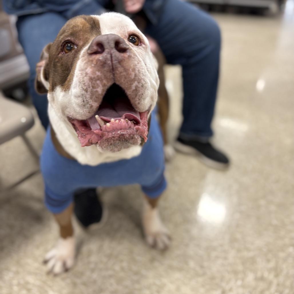 Henry — thumbnail 6