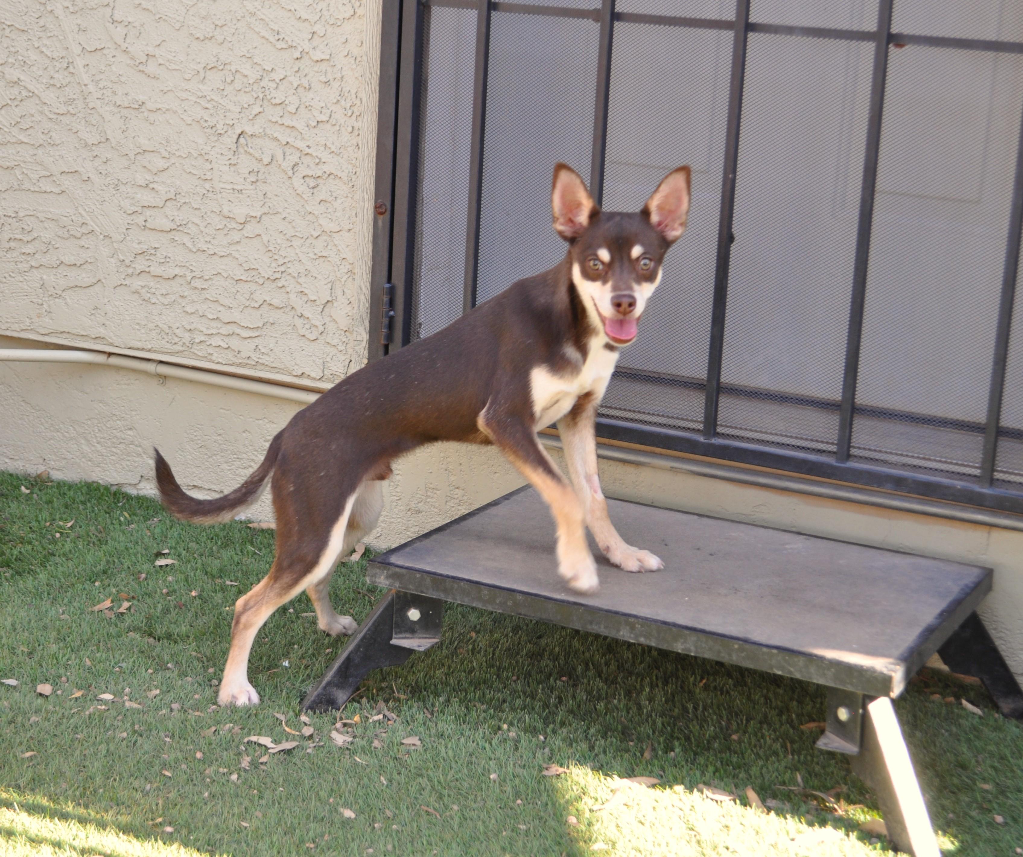 Sterling, an adoptable mixed breed in Apache Junction, AZ image 2/3