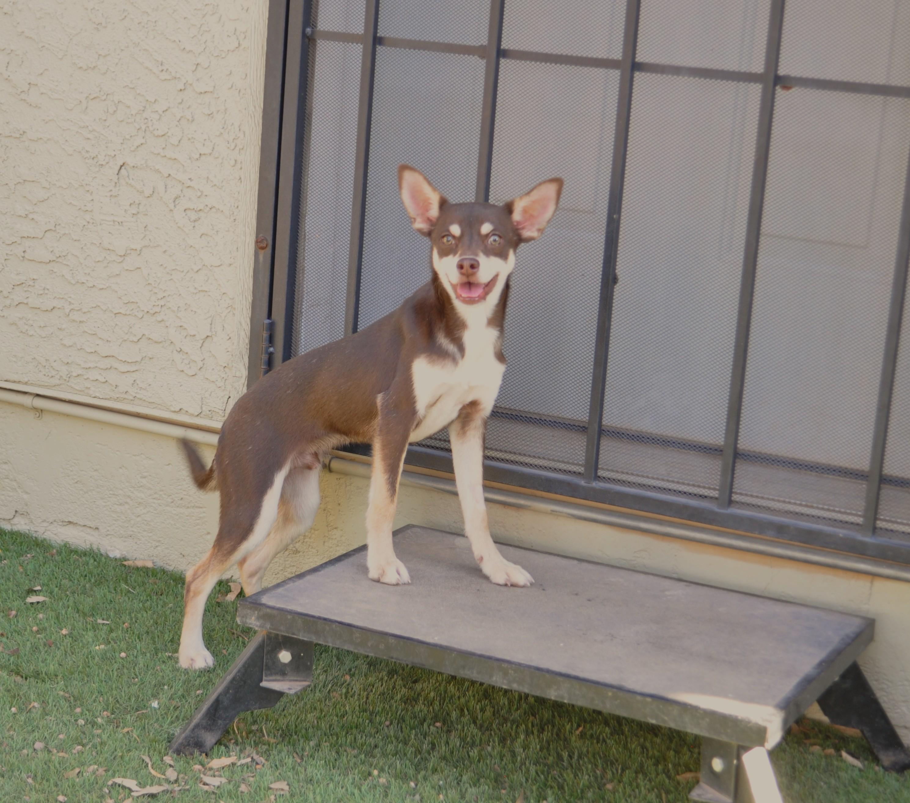 Sterling, an adoptable mixed breed in Apache Junction, AZ image 3/3