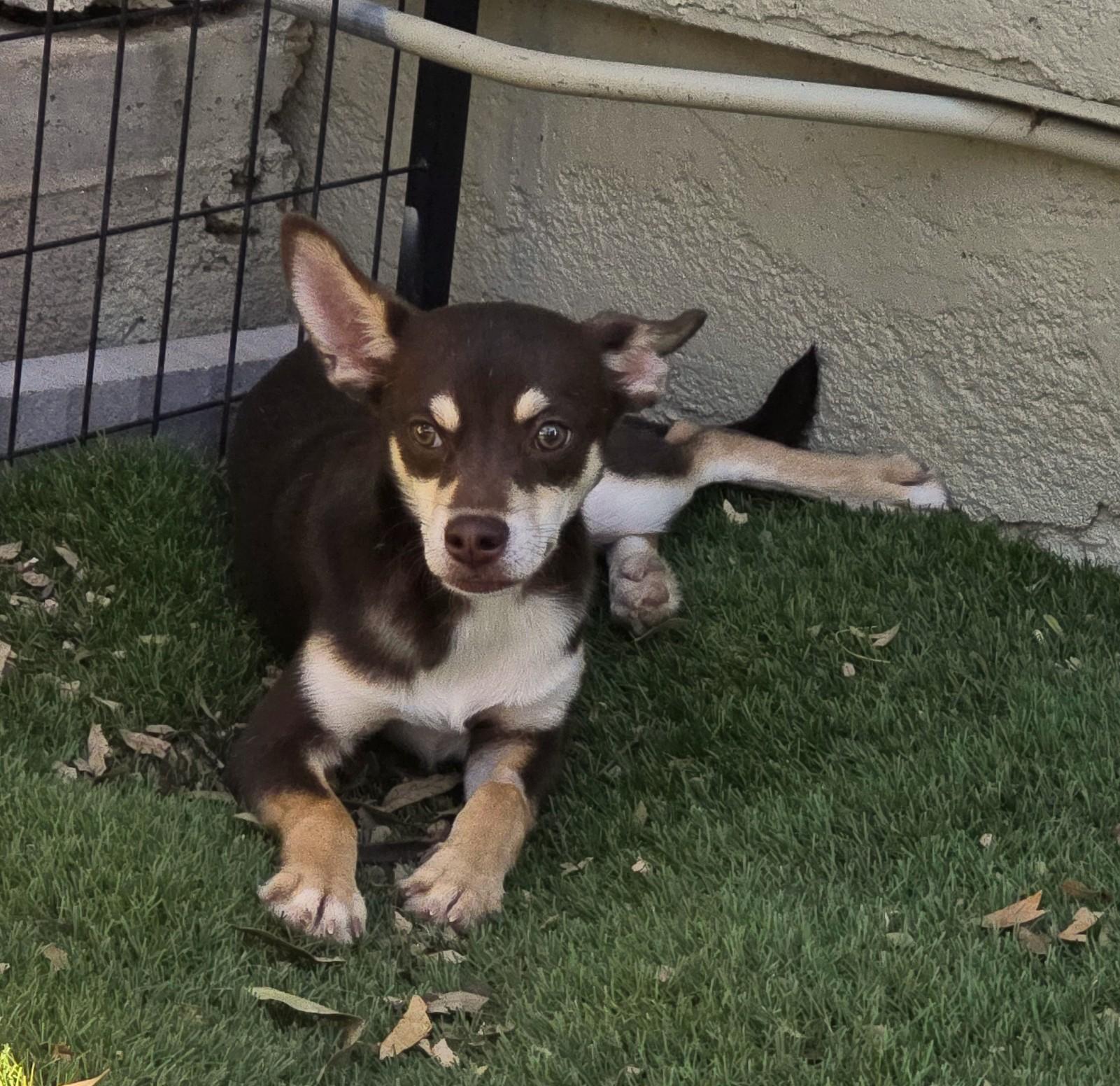 Sterling, adoptable, Puppy Male Miniature Pinscher & Chihuahua.