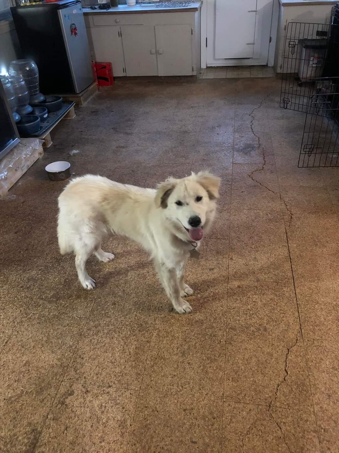 Callan ATX, a Adoptable mixed breed in Quinlan, TX image 1/6