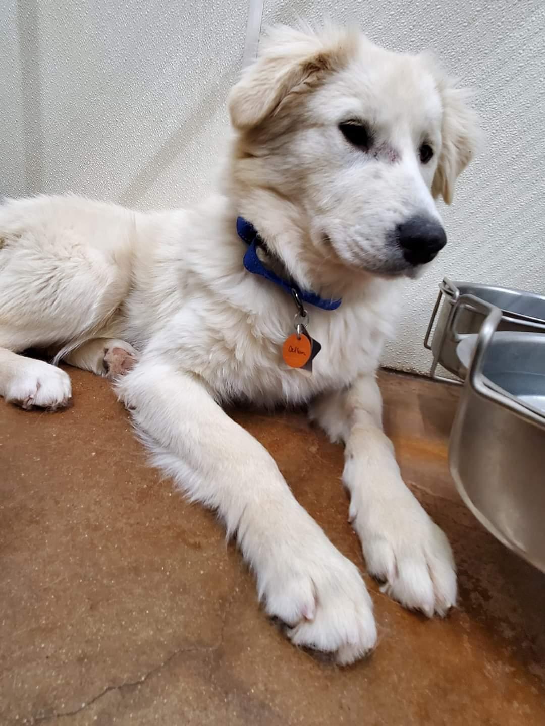 Callan ATX, a Adoptable mixed breed in Quinlan, TX image 2/6