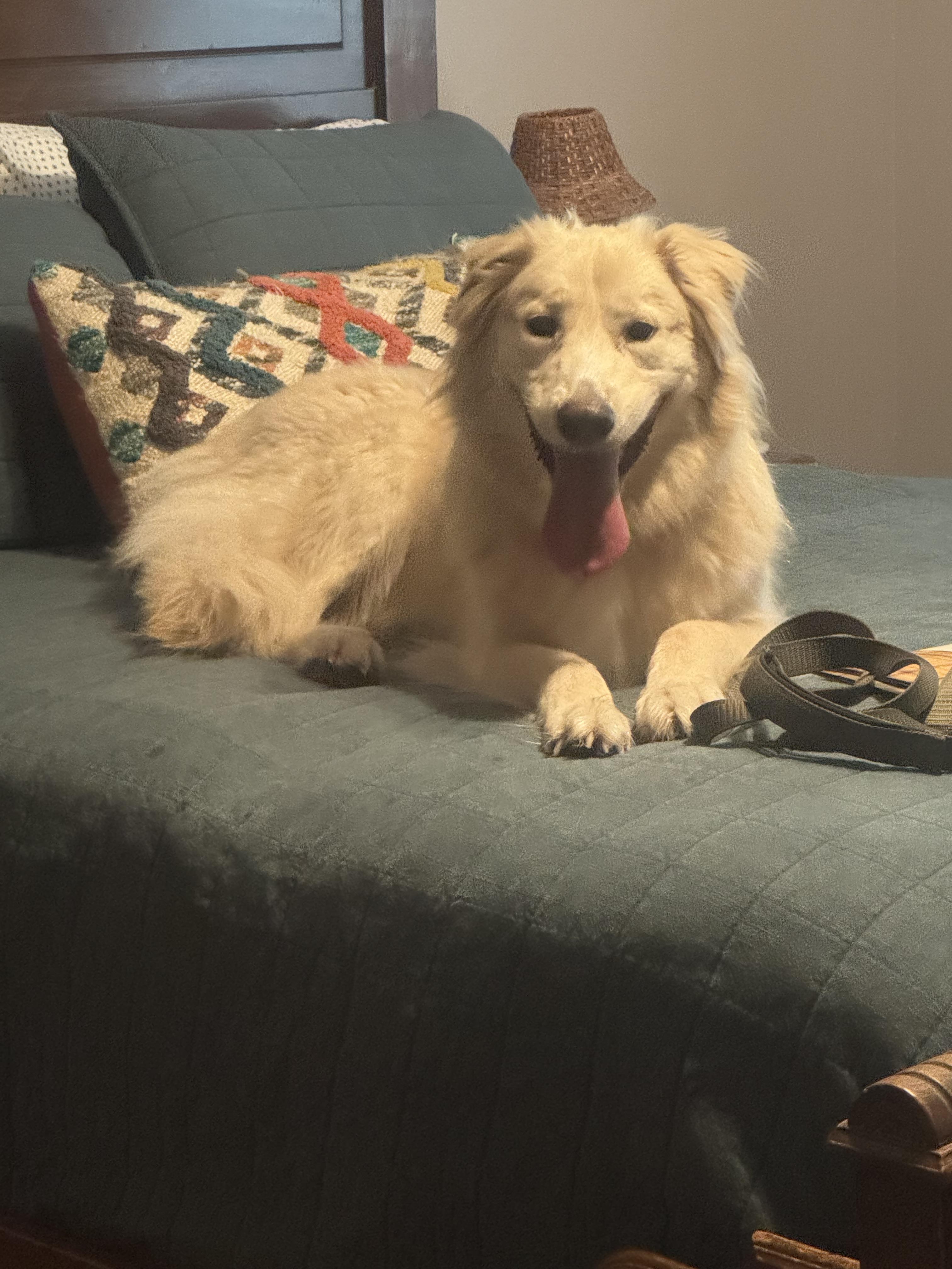 Callan ATX, a Adoptable mixed breed in Quinlan, TX image 4/6