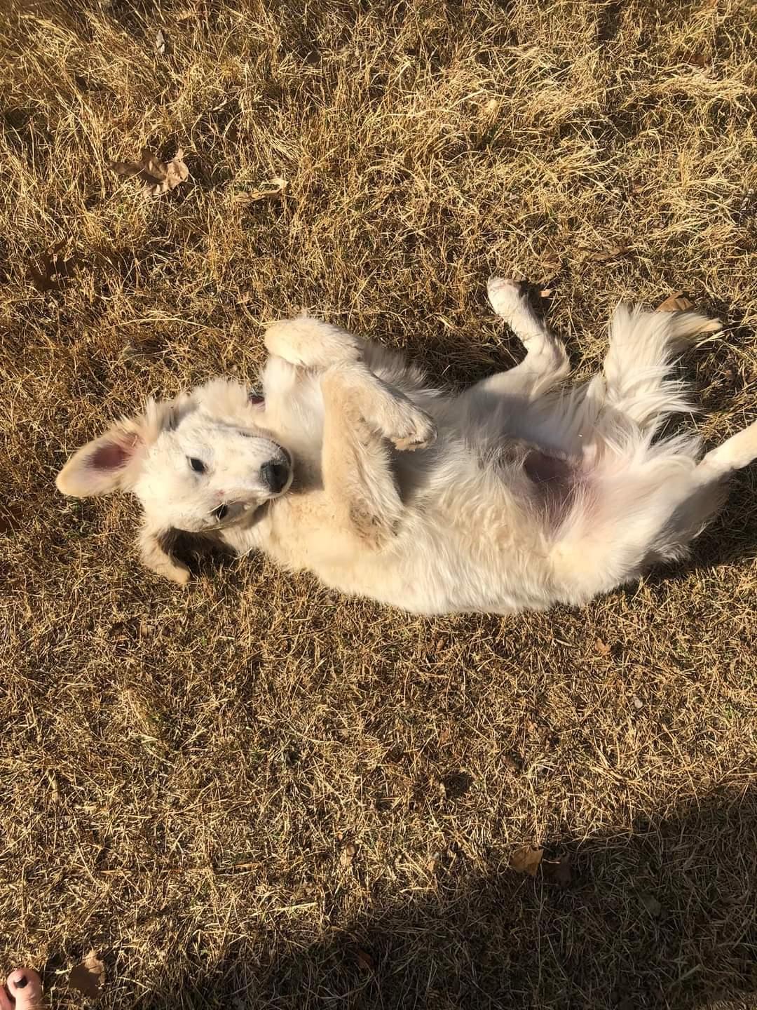 Callan ATX, a Adoptable mixed breed in Quinlan, TX image 5/6