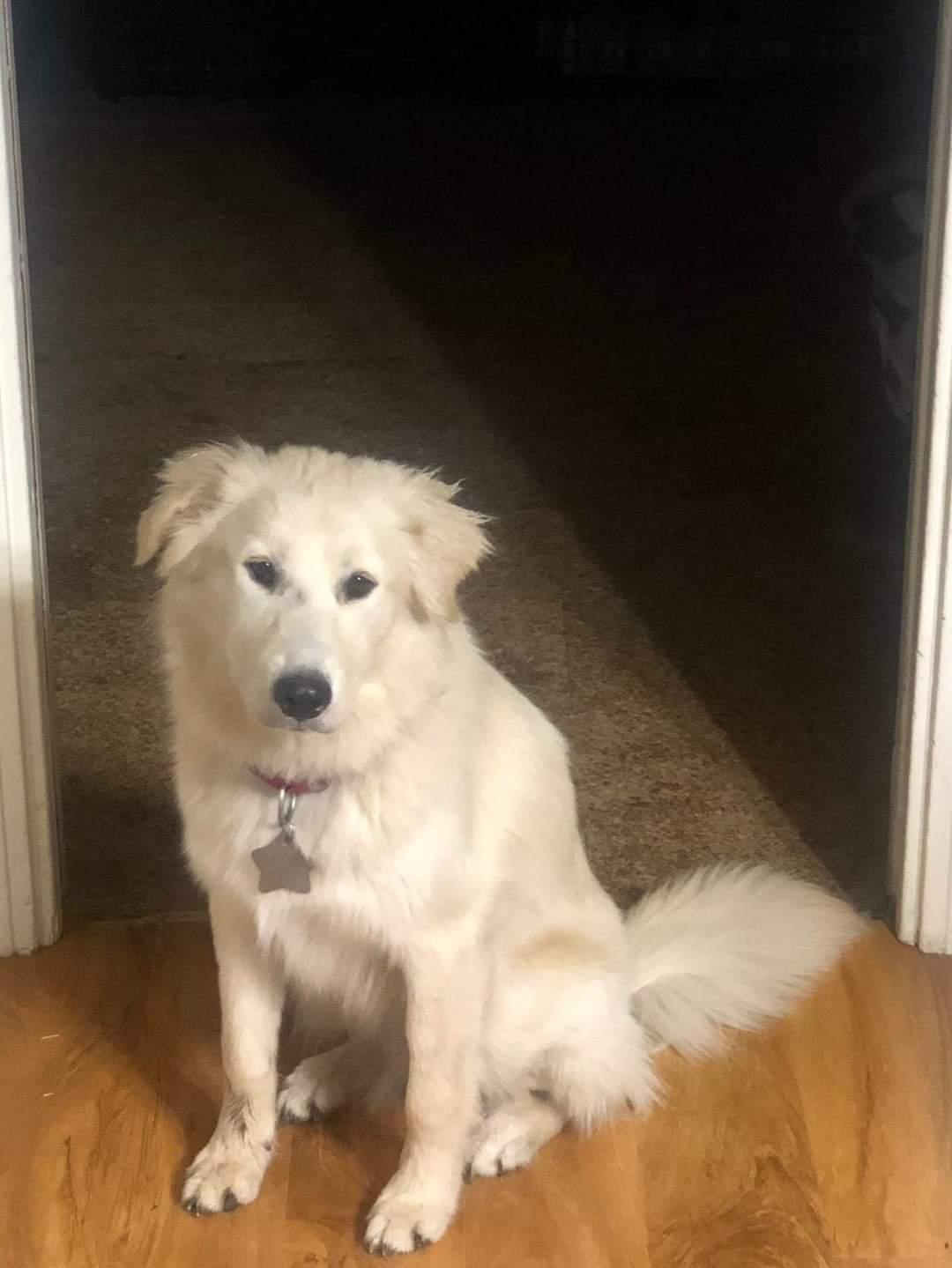 Callan ATX, a Adoptable mixed breed in Quinlan, TX image 6/6