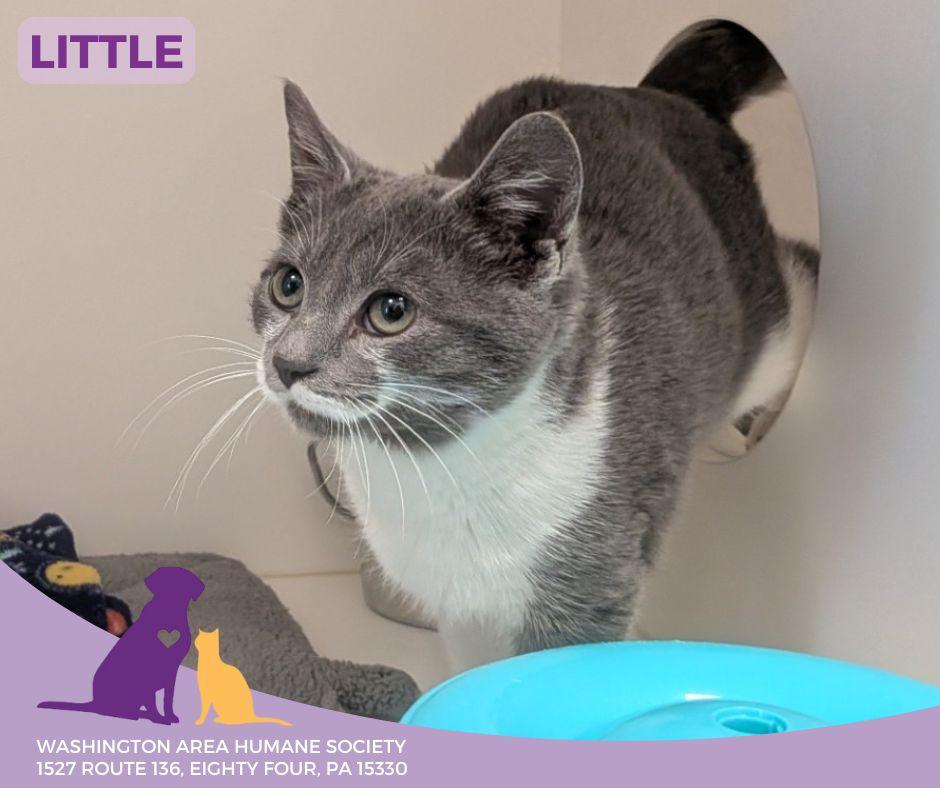 Little, adoptable, Young Male Domestic Short Hair.