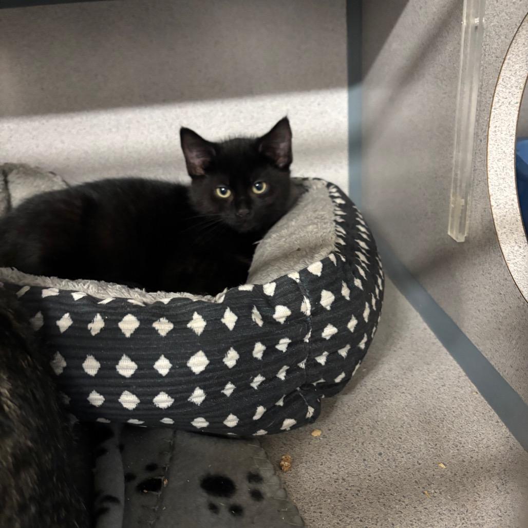 Tabasco, Adoptable, Kitten Male Domestic Medium Hair.