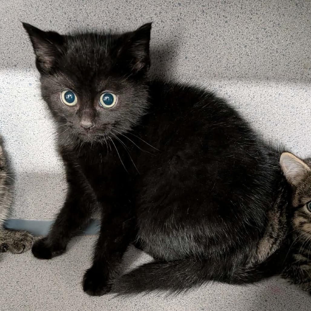 Enlarge Tabasco, a Adoptable Domestic Medium Hair in Greenville, PA image 1/2