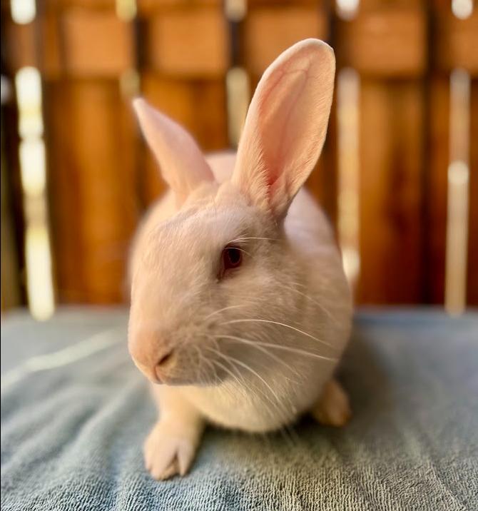 Snowball, an adopted mixed breed in Amarillo, TX image 2/3