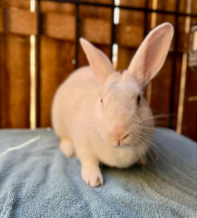 Snowball, an adopted mixed breed in Amarillo, TX image 3/3