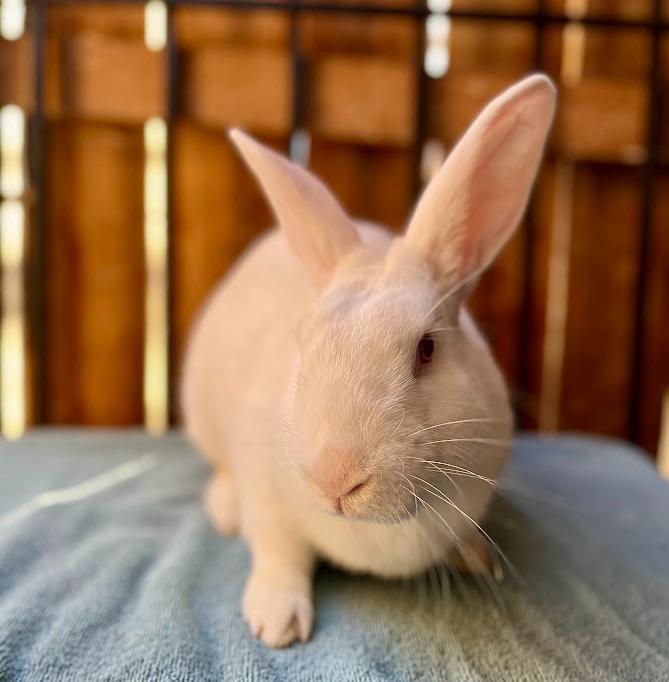 Snowball, adopted, Young Male Satin.